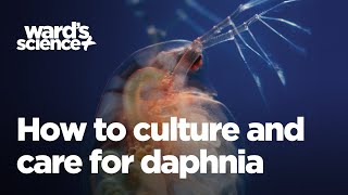 Caring and Culturing for Daphnia [upl. by Holmes]