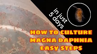 How to Culture Magna Daphnia Easily [upl. by Odlo]