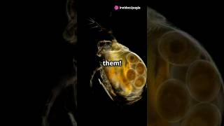 How to culture Daphnia for your Aquarium [upl. by Burkhardt2]