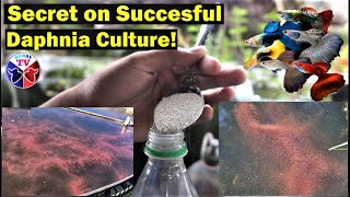 How to Culture Daphnia Successfully [upl. by Eeryk]