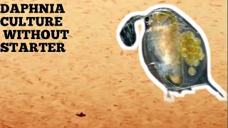 HOW TO CULTURE DAPHNIA NATURALLY WITHOUT A STARTER [upl. by Odlaumor]