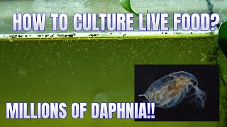 How to Culture Daphnia Secret Method to Breed MILLIONS  Simply Aquatic [upl. by Tuchman3]