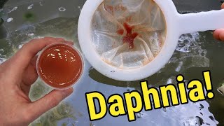 How I Culture Daphnia In Outdoor Tubs [upl. by Mabel]