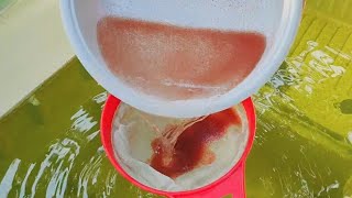 How to culture daphnia  Daphnia culture  How to grow daphnia outdoor [upl. by Bobseine]