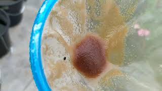 How to culture daphnia moina in a small container Part 1 English Subtitle [upl. by Austine997]