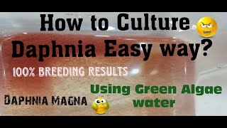 Daphnia MagnaHow to Culture Daphnia Easy wayCulturing Daphnia using Green water Daphnia [upl. by Bartolemo]