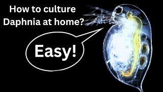 BEST Live Fish Food Beginner guide How to Culture Daphnia at home [upl. by Attennhoj]