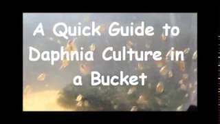 How to culture daphnia outside [upl. by Arsi]