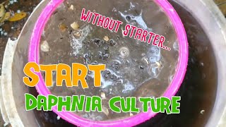 How to culture daphnia moina the easy way 1  Starting the Daphnia culture [upl. by Harimas]