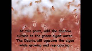 Daphnia  How to grow daphnia in your home [upl. by Ellehcen]