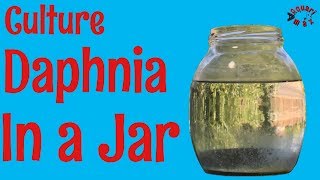 How to Culture Daphnia in a Jar [upl. by Cirred]