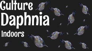 How to Culture Daphnia [upl. by Custer716]