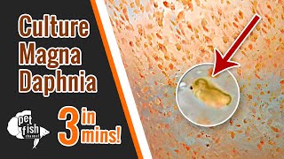 How to culture DAPHNIA MAGNA  The easy way [upl. by Aver127]