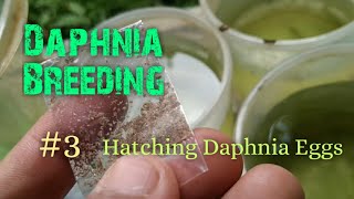 Daphnia Culture made simple and easy 3  Hatching Daphnia eggs [upl. by Manton]