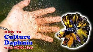 How to Culture Daphnia with ZERO Cost  Unlimited Live Food For Our Fish [upl. by Ileane]