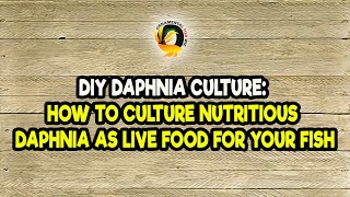 DIY Daphnia Culture How to Culture Nutritious Daphnia as Live Food for Your Fish [upl. by Ainirtak]