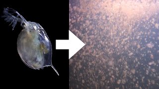 How I Culture Daphnia [upl. by Cirde]