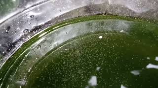 DAPHNIA MOINA CULTURE IN A SMALL BUCKET [upl. by Korten]