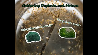 How To Culture Daphnia and Moinas using Green Water Spirulina powder [upl. by Fitzger855]