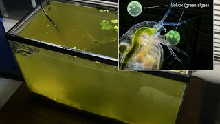 Raising Daphnia for the Freshwater Aquarium [upl. by Neelav]