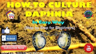 HOW TO CULTURE DAPHNIA In Easy Way [upl. by Itra948]